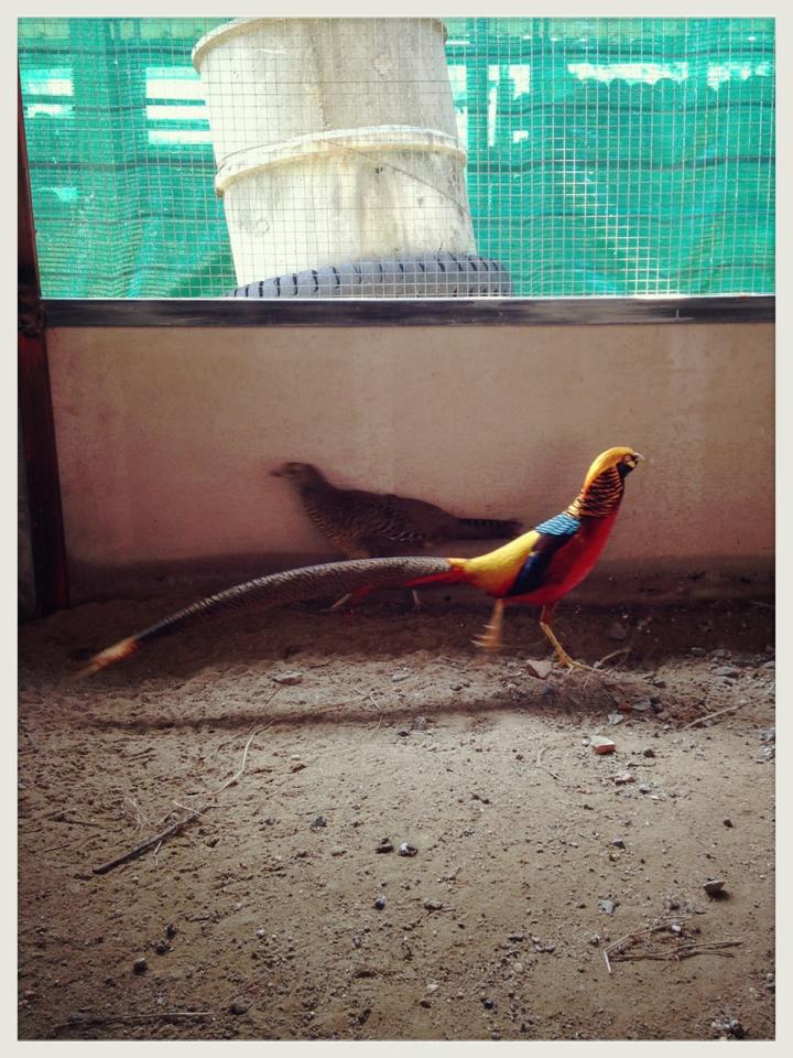 ขายไก่ฟ้าโกล์เด้น เยลโล หลายรายการ รูปที่ 3