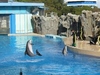 รูปย่อ SAFARI WORLD  ซาฟารีเวิลด์ (รับจองตั้งแต่ 2 ท่านขึ้นไป) รูปที่2