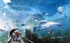 รูปย่อ SIAM OCEAN WORLD  สยามโอเชี่ยนเวิลด์  รูปที่2
