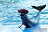 รูปย่อ OASIS SEA WORLD  โอเอซิสซีเวิลด์ (จันทบุรี) รูปที่2