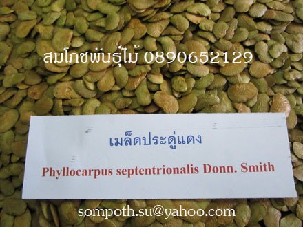 ขายเมล็ดประดู่แดงจำนวนมาก รูปที่ 4