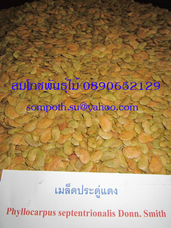 ขายเมล็ดประดู่แดงจำนวนมาก รูปที่ 3