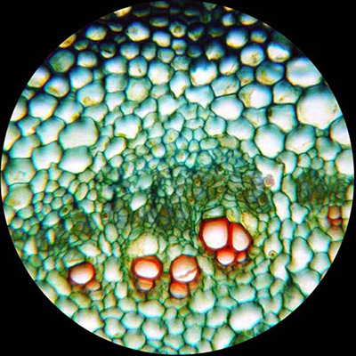 ตัวแทนจำหน่ายกล้องจุลทรรศน์ Microscope รับประกัน 1 ปี ยอดขายอันดับ 1 รูปที่ 6