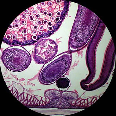 ตัวแทนจำหน่ายกล้องจุลทรรศน์ Microscope รับประกัน 1 ปี ยอดขายอันดับ 1 รูปที่ 7
