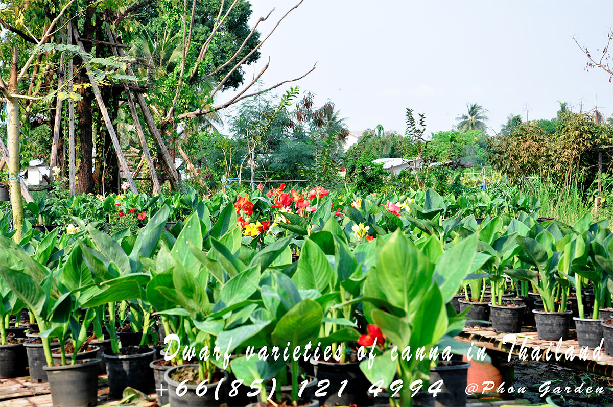 พุทธรักษาแคระ ขายส่งพุทธรักษาแคระ ต้นพุทธรักษา รูปที่ 2