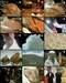 รูปย่อ ขายแผ่นรายการทีวีญี่ปุ่น ศึกตะหลิวผู้พิชิต dotch cooking showdown ข้าวหน้าปลาดิบ Vs ข้าวหน้าเทมปุระ รูปที่3