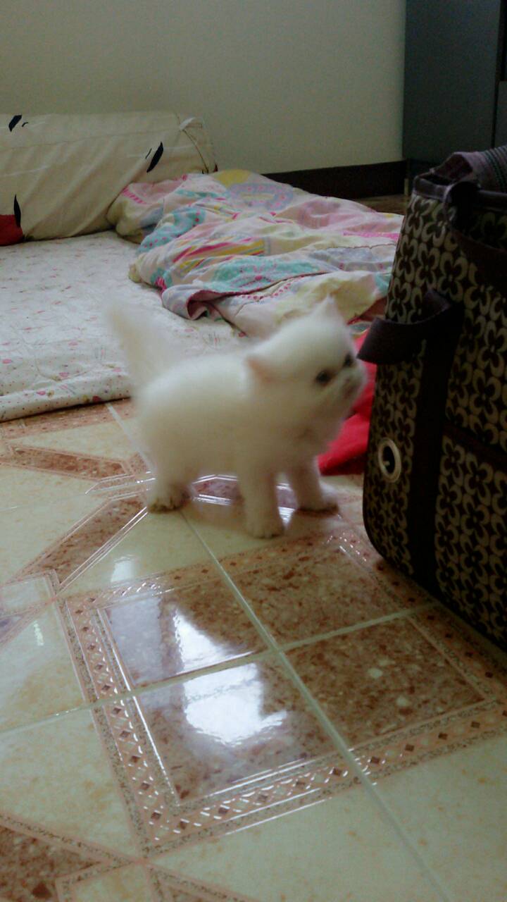 แมวเปอร์เซียแท้ รูปที่ 2