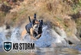 ขายลูกสุนัขใช้งาน เบลเยี่ยน มาลีนอยส์(Belgian Malinois)สายเลือดสุนัขอารักขาแชมป์เปี้ยน 4 สมัย และอีก 2 สมัย(แม่หมานำเข้า)
