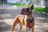 รูปย่อ ขายลูกสุนัขใช้งาน เบลเยี่ยน มาลีนอยส์(Belgian Malinois)สายเลือดสุนัขอารักขาแชมป์เปี้ยน 4 สมัย และอีก 2 สมัย(แม่หมานำเข้า) รูปที่3