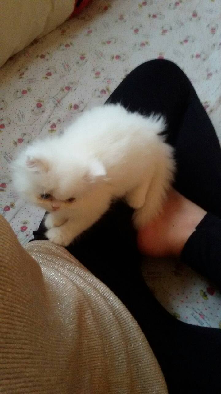แมวเปอร์เซียแท้ รูปที่ 3