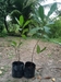 รูปย่อ จำหน่ายกิ่งพันธ์ ต้นมะม่วงหาวมะนาวโห่ ผลใช้ทานลดน้ำหนัก เริ่มต้นที่ต้นละ 50บาท   รูปที่4