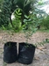 รูปย่อ จำหน่ายกิ่งพันธ์ ต้นมะม่วงหาวมะนาวโห่ ผลใช้ทานลดน้ำหนัก เริ่มต้นที่ต้นละ 50บาท   รูปที่2