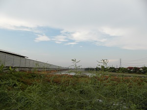 ที่ดินสวย ทำเลดี นนทบุรี รูปที่ 1