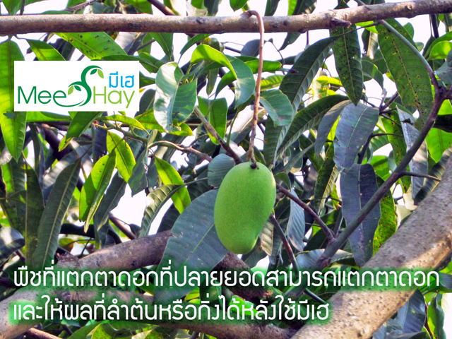 Meehay น้ำหมักชีวภาพมีเฮ เพิ่มผลผลิต รูปที่ 3