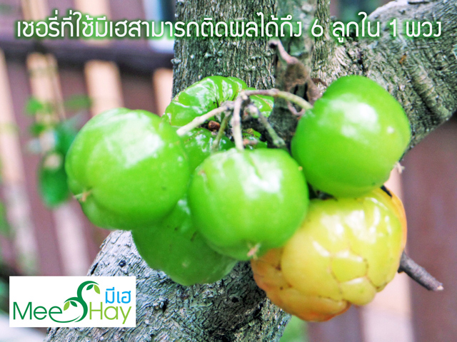 Meehay น้ำหมักชีวภาพมีเฮ เพิ่มผลผลิต รูปที่ 4