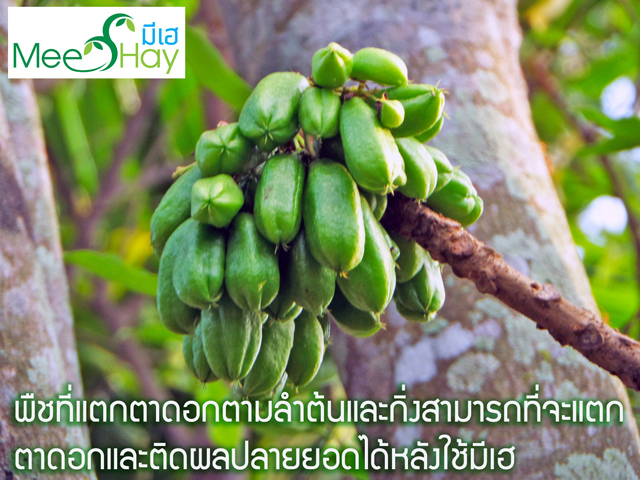 Meehay น้ำหมักชีวภาพมีเฮ เพิ่มผลผลิต รูปที่ 6