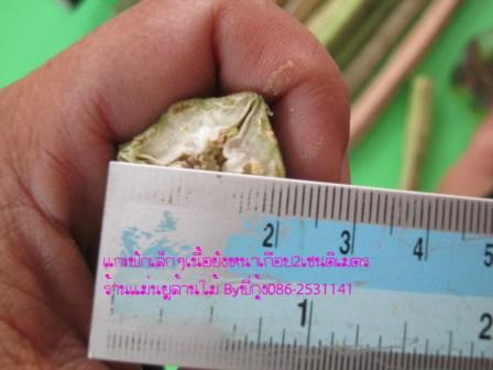 ขายเม็ดมะรุมยักษ์อินเดียSK1 รวมค่าส่งEMSทั่วไทย125บาท มีจำกัดแค่50ชุดเท่านั้นค่ะ รูปที่ 3
