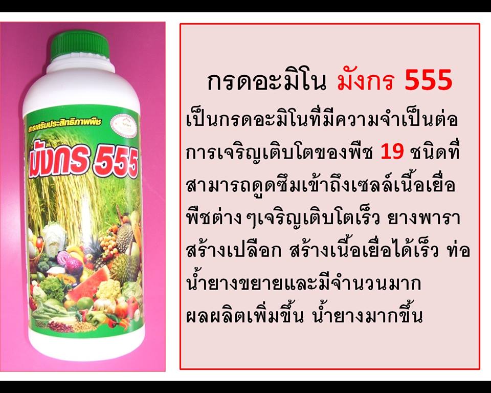 มังกร555 รูปที่ 2