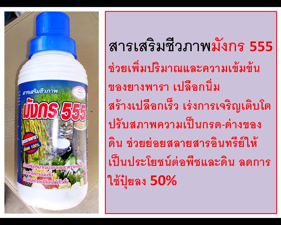 มังกร555 รูปที่ 4