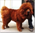 ประกาศ ขายสุนัขพันธ์ tibetan mastiff แท้ นำเข้า ขนสีแดง อายุ 1 ปี