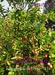 รูปย่อ จำหน่าย มะม่วงหาวมะนาวโห่ ทั้งปลีก+ส่ง จากสวนแม่วิน อ.สวนผึ้ง ราชบุรี รูปที่4
