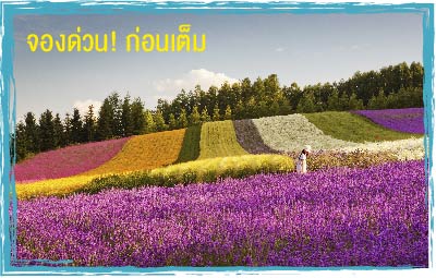 Hokkaido Lavender ทัวร์ฮอกไกโด สัมผัสประสบการณ์ ชมทุ่งดอกลาเวนเดอร์ บุฟเฟ่ต์ปูยักษ์ ก.ค. 2557 รูปที่ 1