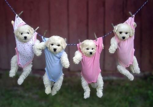 dog insurance รูปที่ 2