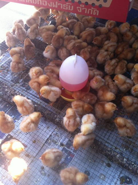 จำหน่ายไก่สาวพร้อมไข่ และ ลูกไก่ไข่ ลูกเป็ดไข่ รูปที่ 1