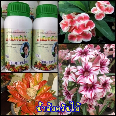 นำ้ยน้ำส้มควันไม้ สูตรเข้มข้น  ราคาประหยัด กำจัดศัตรูพืช รูปที่ 2
