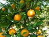 รูปย่อ นำ้ยน้ำส้มควันไม้ สูตรเข้มข้น  ราคาประหยัด กำจัดศัตรูพืช รูปที่5