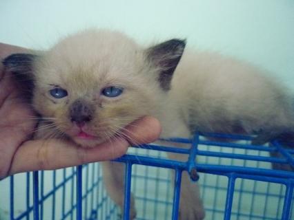 ลูกครึ่งเปอร์เซีย+ศุภลักษณ์ราคาแบ่งกันเลี้ยงนะคะ รูปที่ 7