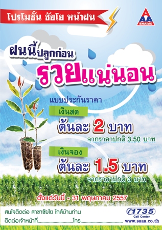 ฝนนี้มาปลูกต้นกระดาษกัน ราคาถูก ปลูกง่าย โตไว ได้ราคา รูปที่ 3