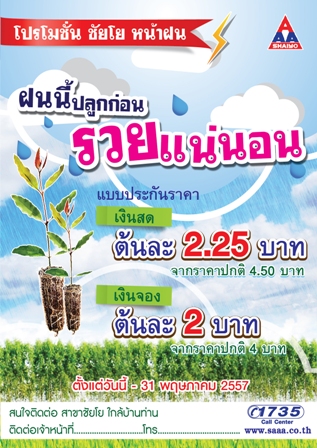 ฝนนี้มาปลูกต้นกระดาษกัน ราคาถูก ปลูกง่าย โตไว ได้ราคา รูปที่ 2