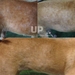 รูปย่อ จำหน่ายสมุนไพรรักษาโรคผิวหนังสุนัขและแมว  รูปที่6