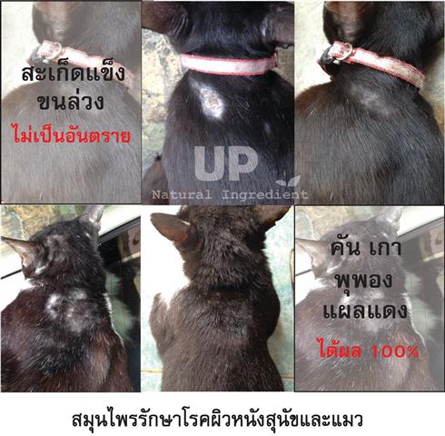 จำหน่ายสมุนไพรรักษาโรคผิวหนังสุนัขและแมว  รูปที่ 4