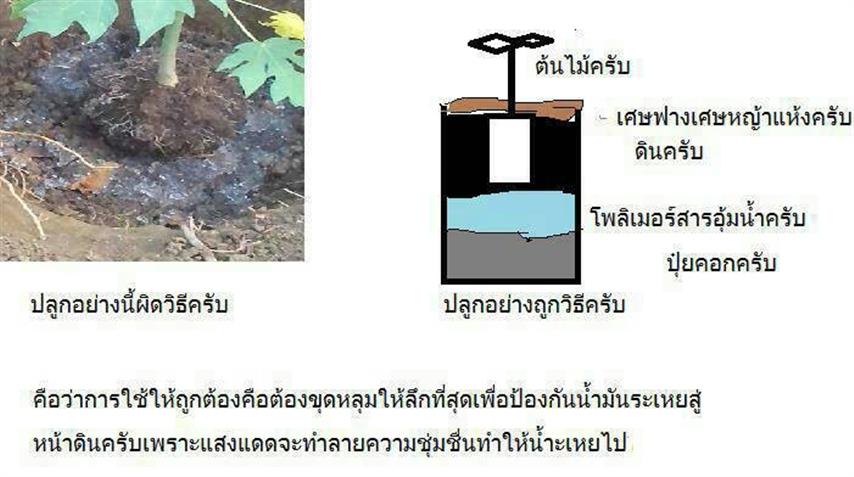 จำหน่ายโพลิเมอร์ สารอุ้มน้ำ Highwaterabsorbingpolymer รูปที่ 4