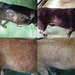 รูปย่อ จำหน่ายสมุนไพรรักษาโรคผิวหนังสุนัขและแมว  รูปที่4