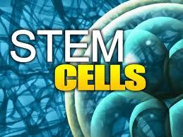 Stem Cell Therapy การบำบัดด้วยเซล์ต้นกำเนิด รูปที่ 1