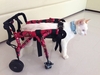 รูปย่อ รถวีลแชร์ สำหรับสุนัขพิการ,แมวพิการ,กระต่ายพิการ,เพื่อสัตว์ที่คุณรัก ออกแบบโดยผู้เชี่ยวชาญ รูปที่3