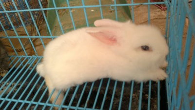 ขายลูกกระต่ายเทดดี้แบร์ 160-170 บาท รูปที่ 4