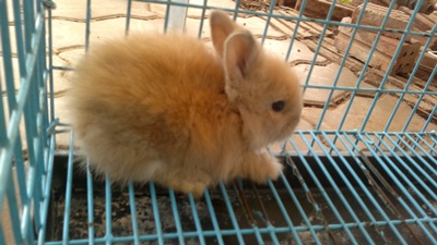 ขายลูกกระต่ายเทดดี้แบร์ 160-170 บาท รูปที่ 3