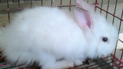 ขายลูกกระต่ายเทดดี้แบร์ 160-170 บาท รูปที่ 5