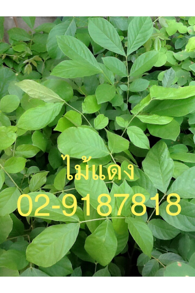 ต้นกล้าไม้แดง รูปที่ 2