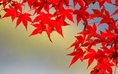 ทัวร์ญี่ปุ่นราคาถูก 2014 ทัวร์ญี่ปุ่นใบไม้เปลี่ยนสีกันยายน - ตุลาคม 2557 บินแอร์เอเชีย