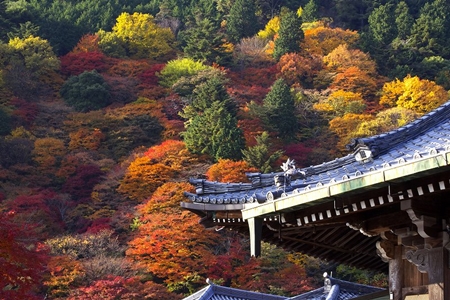 ทัวร์ญี่ปุ่นวันปิยะตุลาคม 2557/2014 ทัวร์ญี่ปุ่นใบไม้เปลี่ยนสี โอซาก้าเกียวโต โตเกียวฟูจิ  รูปที่ 1