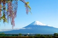 ทัวร์ญี่ปุ่นราคาถูก 2014 ทัวร์ญี่ปุ่นสิงหาคม 2557 โตเกียวฟูจิ 5 วัน