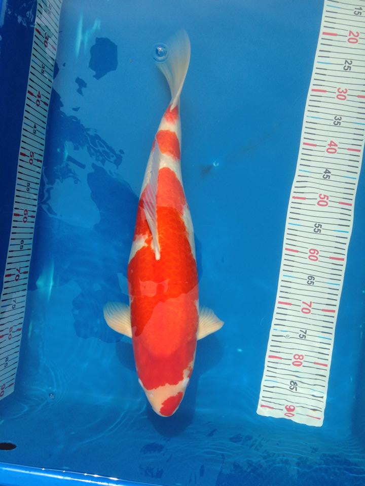 ขายปลาคาร์พ โคฮากุไดนิชิ 65cm ชิโร่ซาไก 62cm+cer ราคาไม่แพง รูปที่ 1