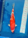ขายปลาคาร์พ โคฮากุไดนิชิ 65cm ชิโร่ซาไก 62cm+cer ราคาไม่แพง