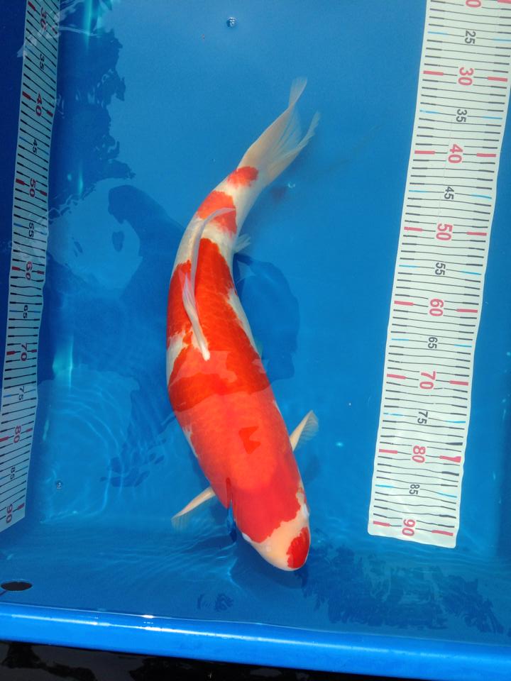 ขายปลาคาร์พ โคฮากุไดนิชิ 65cm ชิโร่ซาไก 62cm+cer ราคาไม่แพง รูปที่ 3