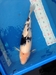 รูปย่อ ขายปลาคาร์พ โคฮากุไดนิชิ 65cm ชิโร่ซาไก 62cm+cer ราคาไม่แพง รูปที่3